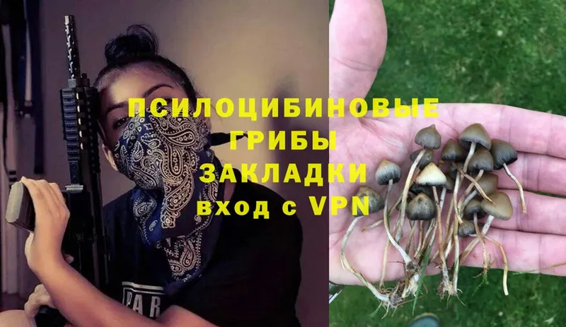 Псилоцибиновые грибы Psilocybe  Губаха 